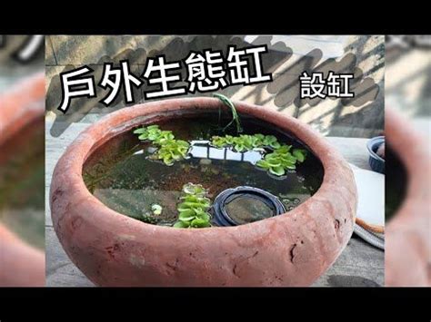 戶外生態缸教學|戶外生態缸都失敗？是因為你沒有看過這支影片！｜養 